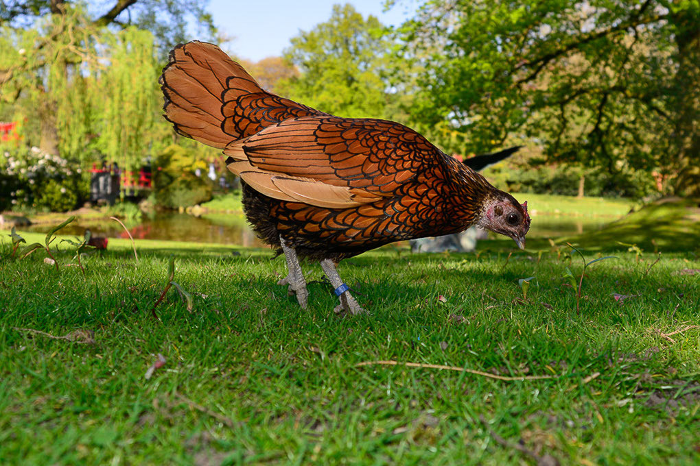 Huhn auf der Wiese