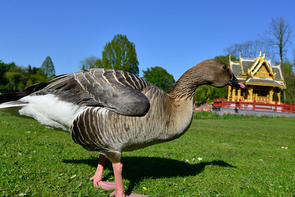 Gans vor dem Pavillon