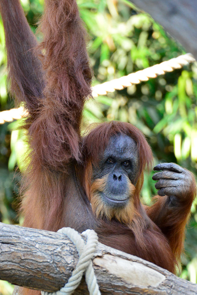 Orang-Utans im Hochformat
