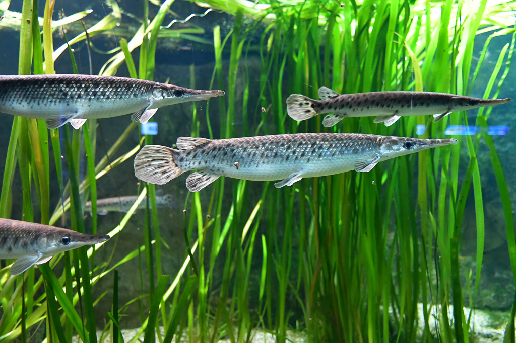 Fische im Aquarium zwischen Wasserpflanzen