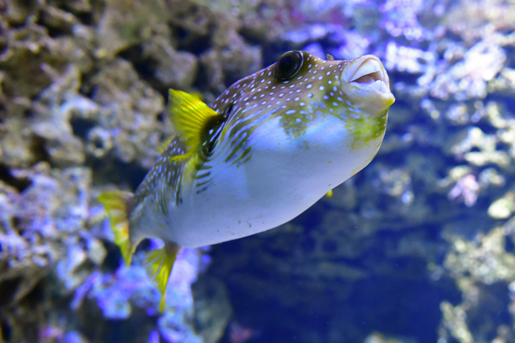 Kugelfisch im Aquarium