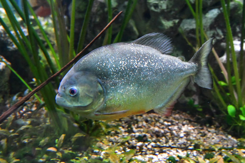 Piranha im Aquarium