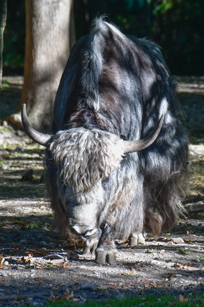 Yak im Hochformat