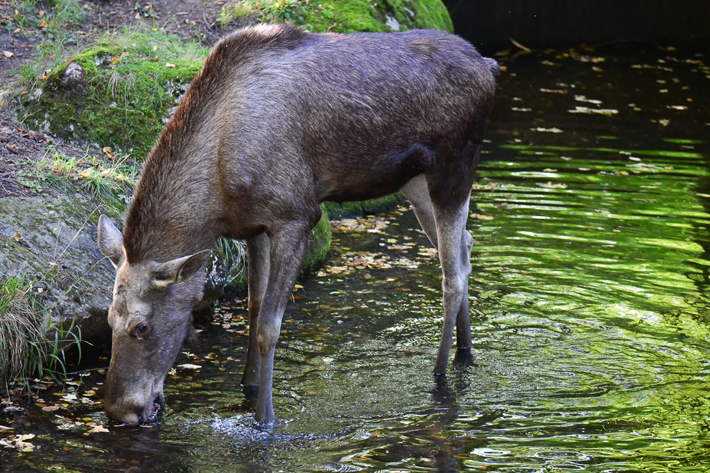Hirsch am Wasser