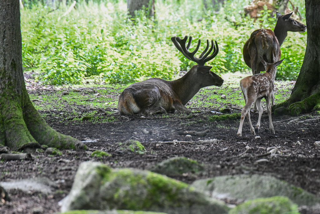 Hirsche im Wald