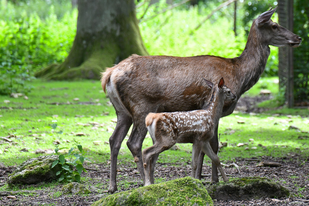 Hirschkuh mit Kalb