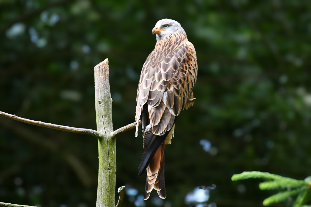 Greifvogel auf einem Ast
