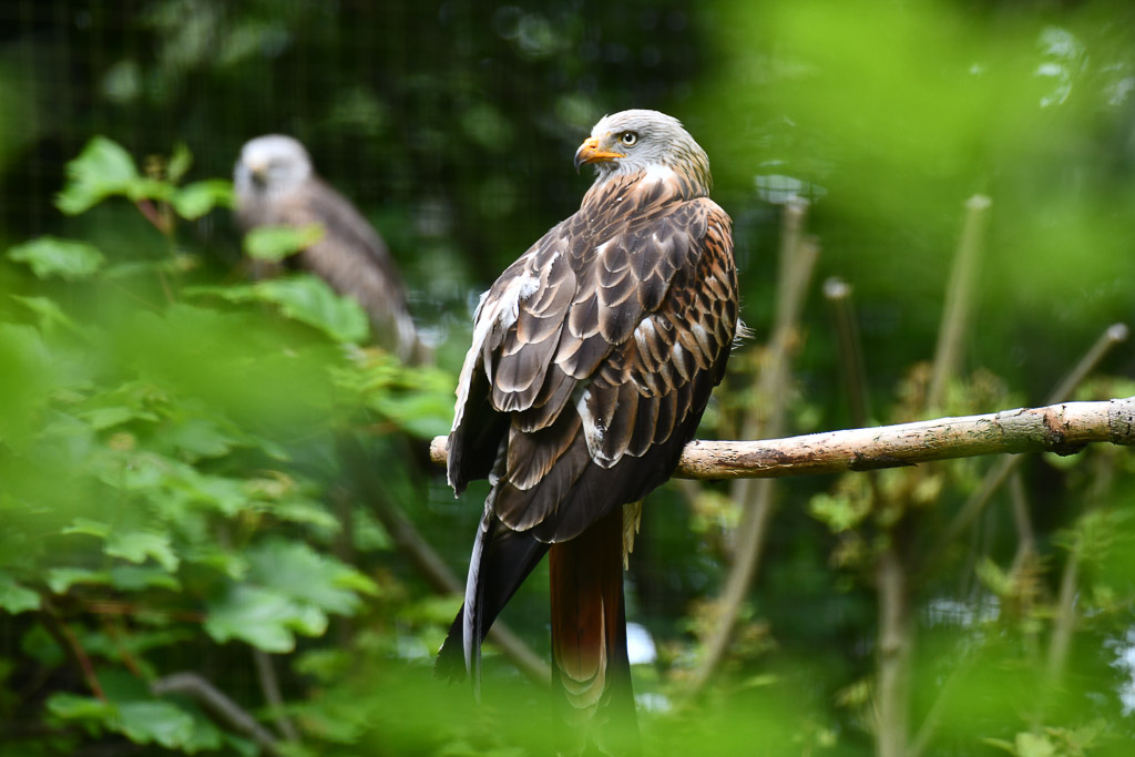 Greifvogel im Geäst