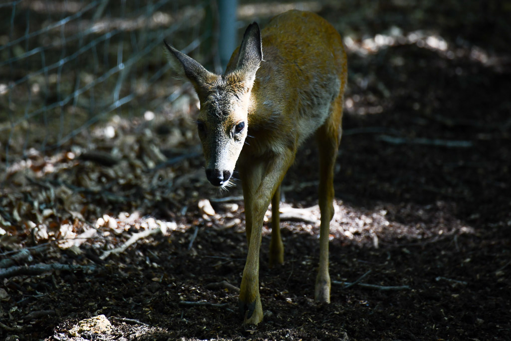 Reh im Wald
