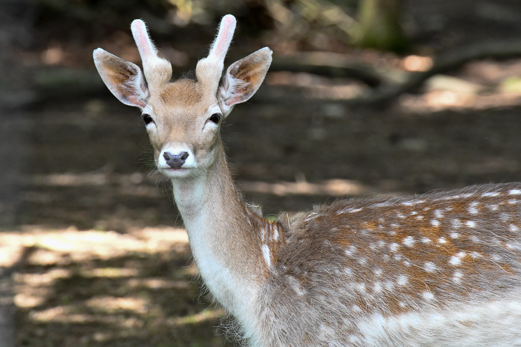 Damhirsch