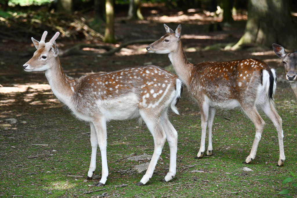 Damwild auf der Wiese