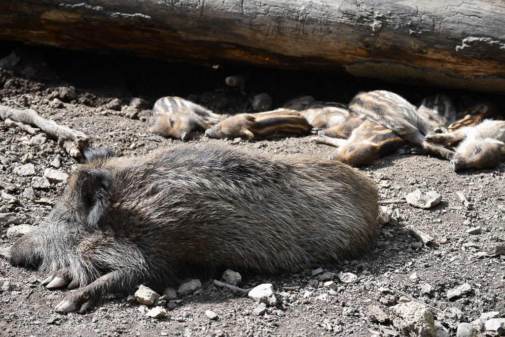 Wildschwein im Bau
