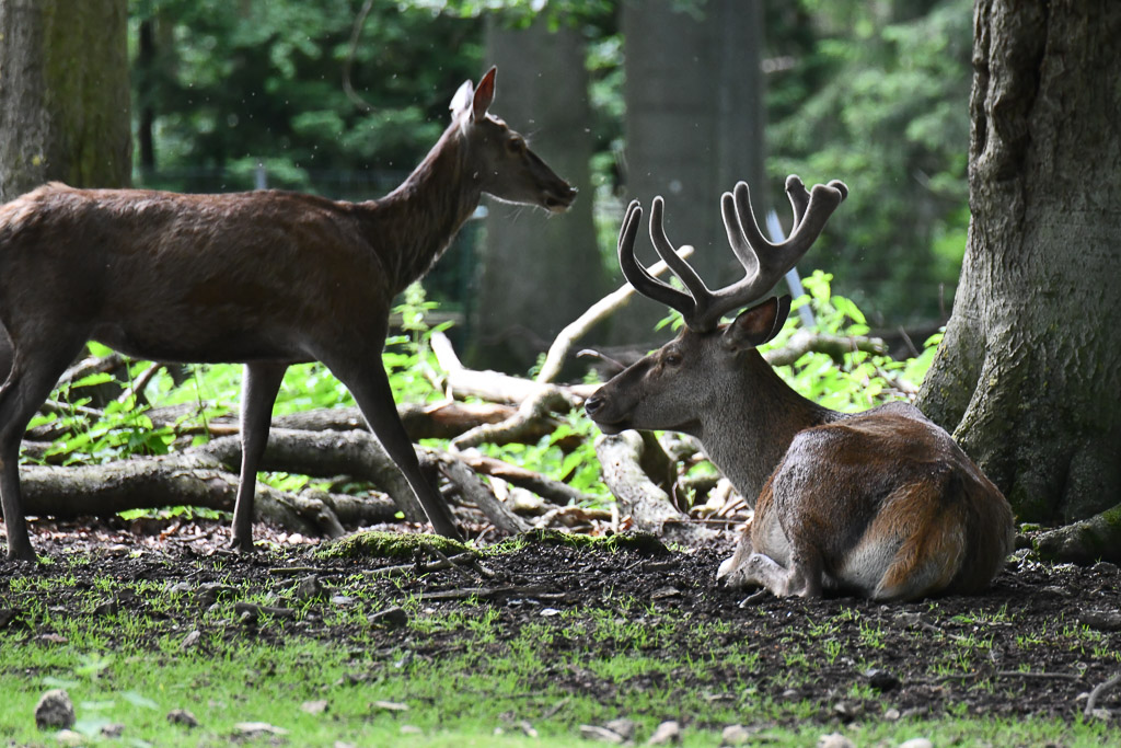 Hirsche im Wald