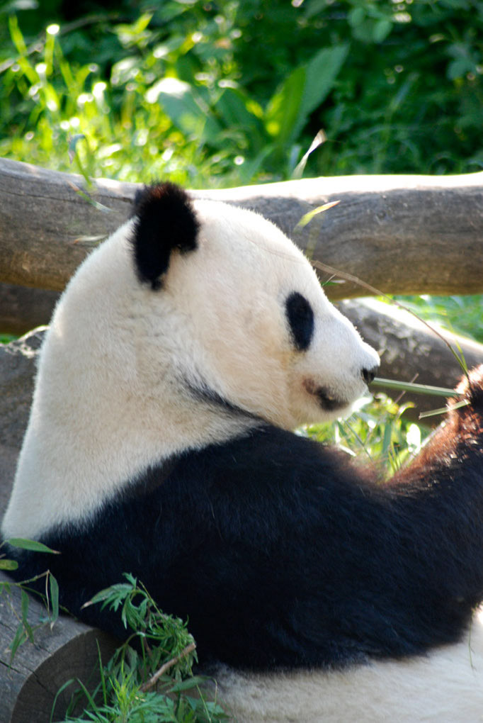 Panda frisst Bambus im Hochformat