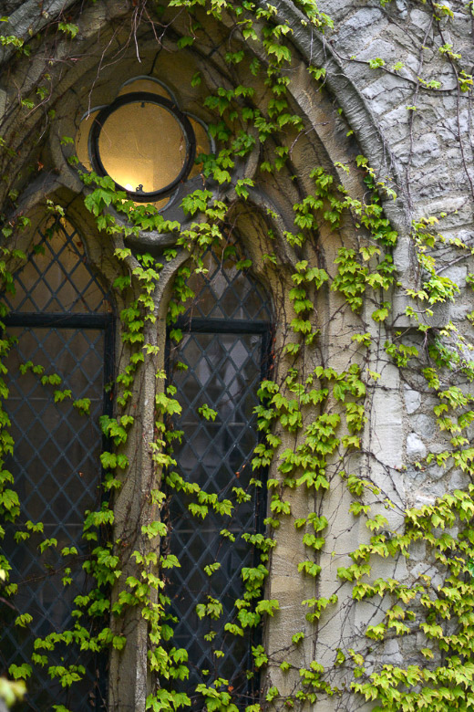Fenster mit Efeu im Hochformat
