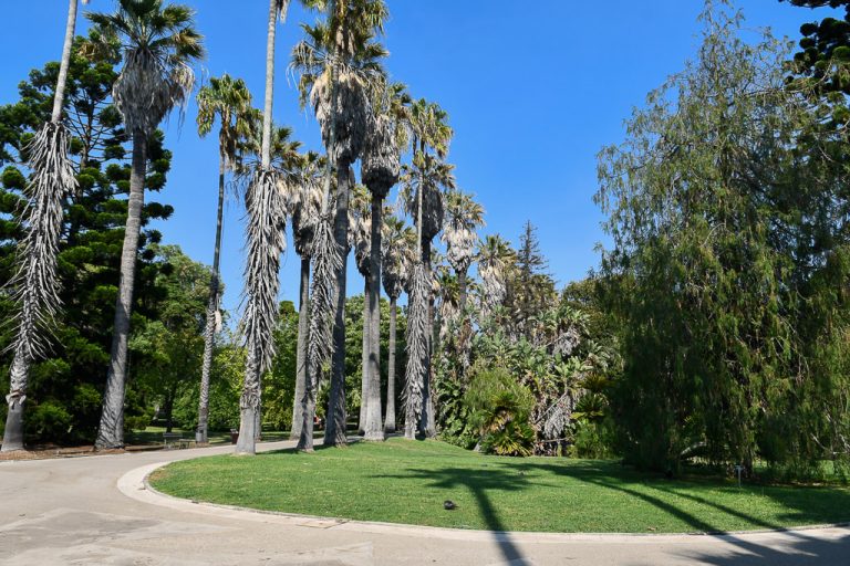 Palmenallee im Garten