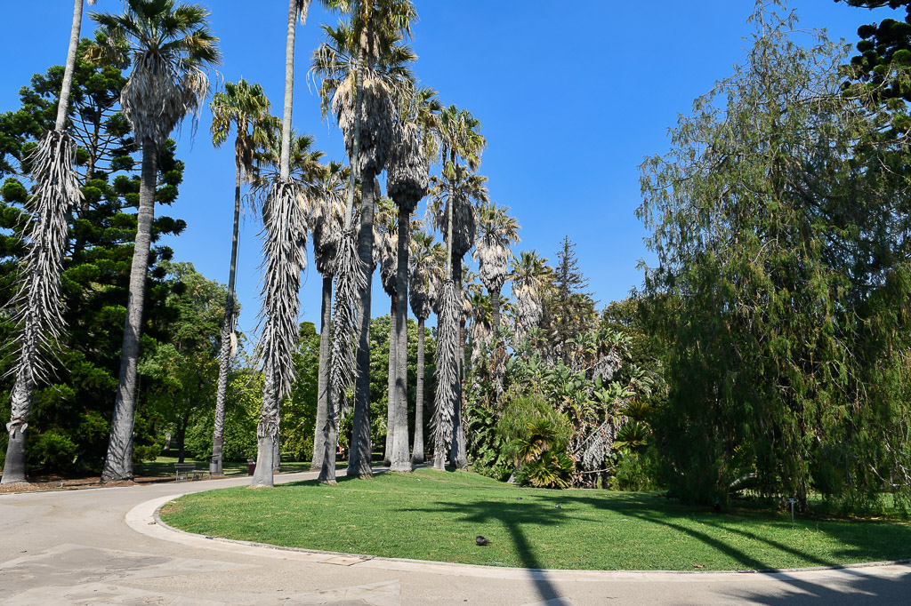 Palmenallee im Garten