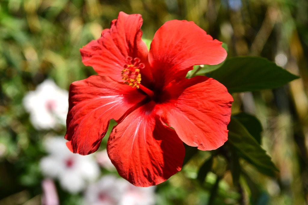 Rote Hibiskusblüte