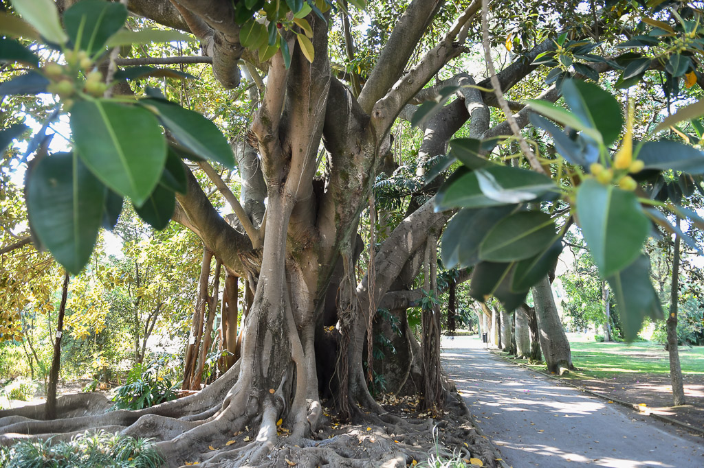 Baum mit mächtigen Wurzeln am Weg