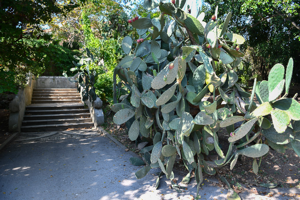 Treppe mit Kakteen