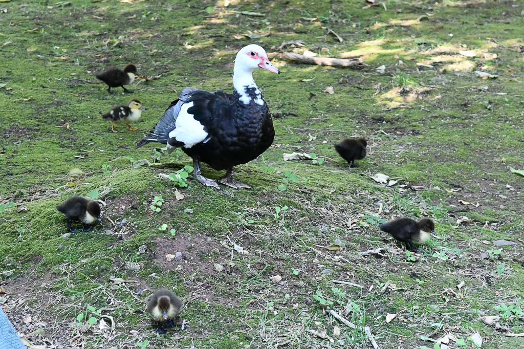 Enten im Gras