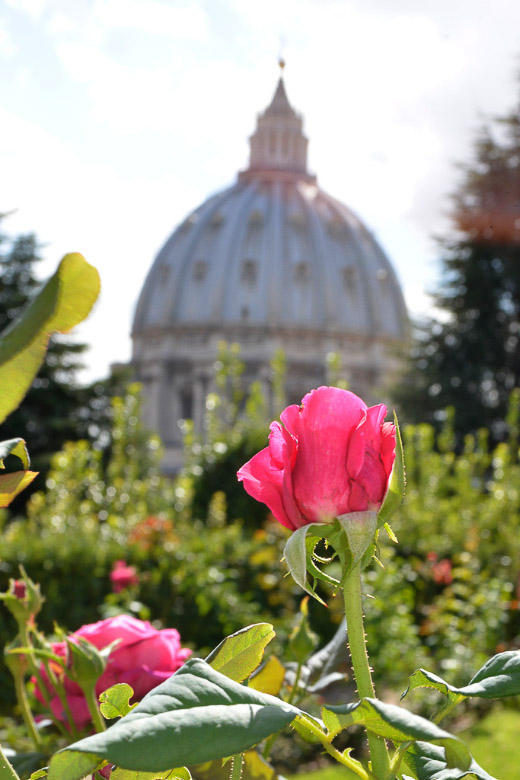 Rose vor der Kuppel des Petersdoms im Hochformat