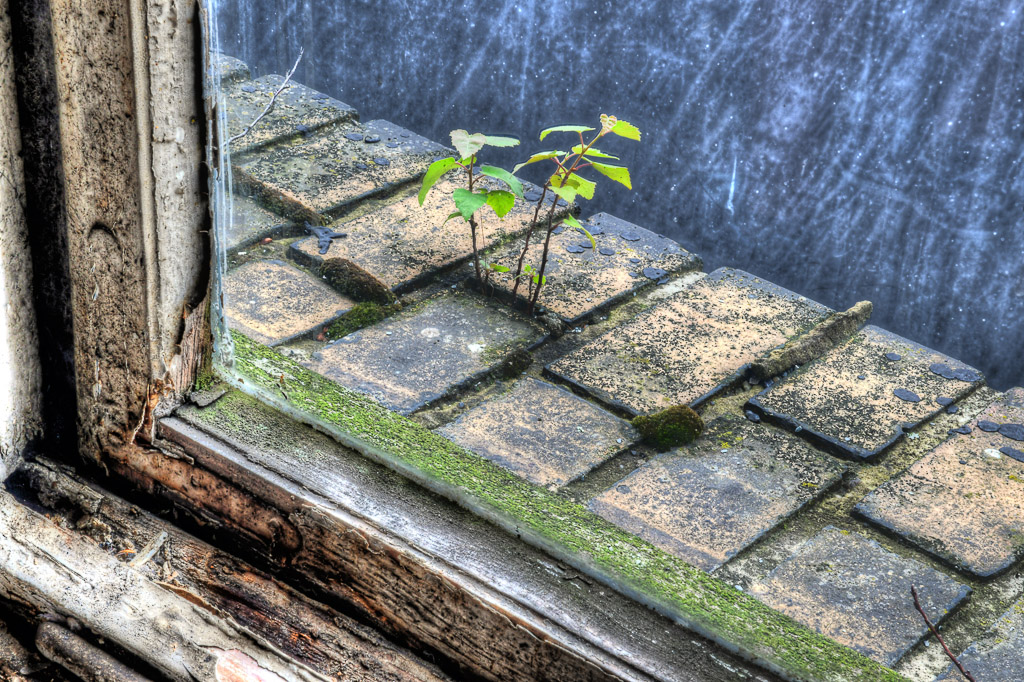 Fensterbank mit Pflanzen