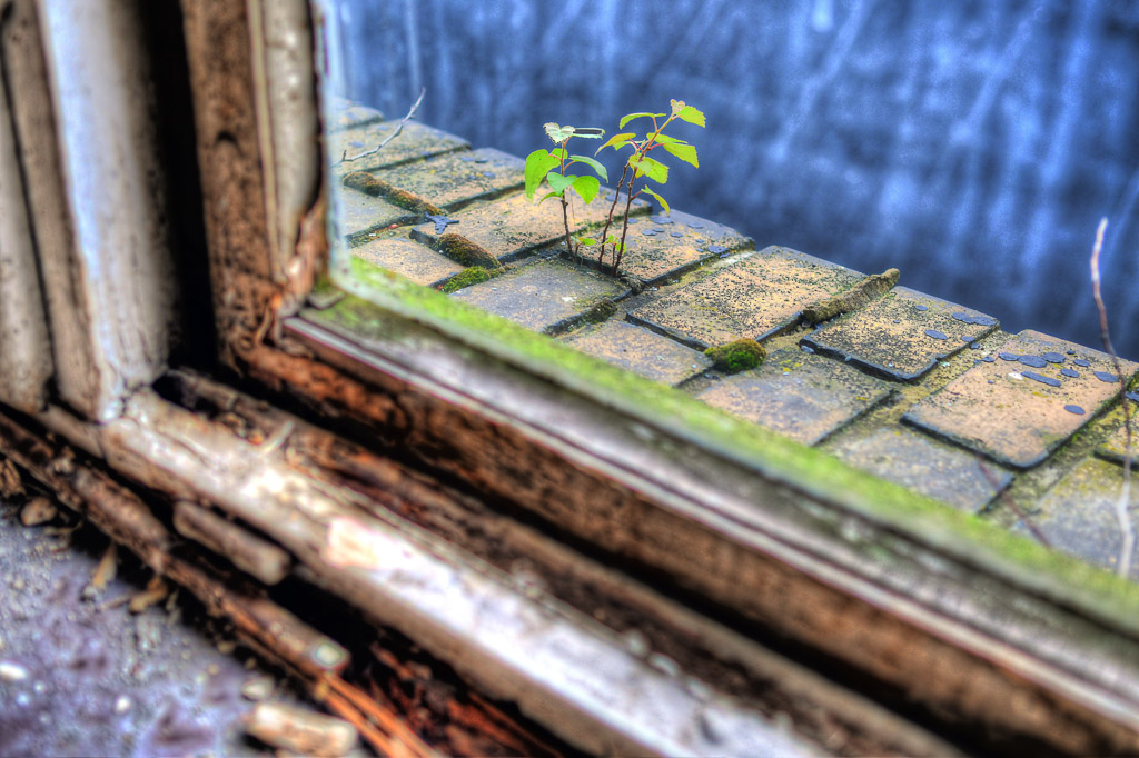 Fensterbank mit Pflanzen