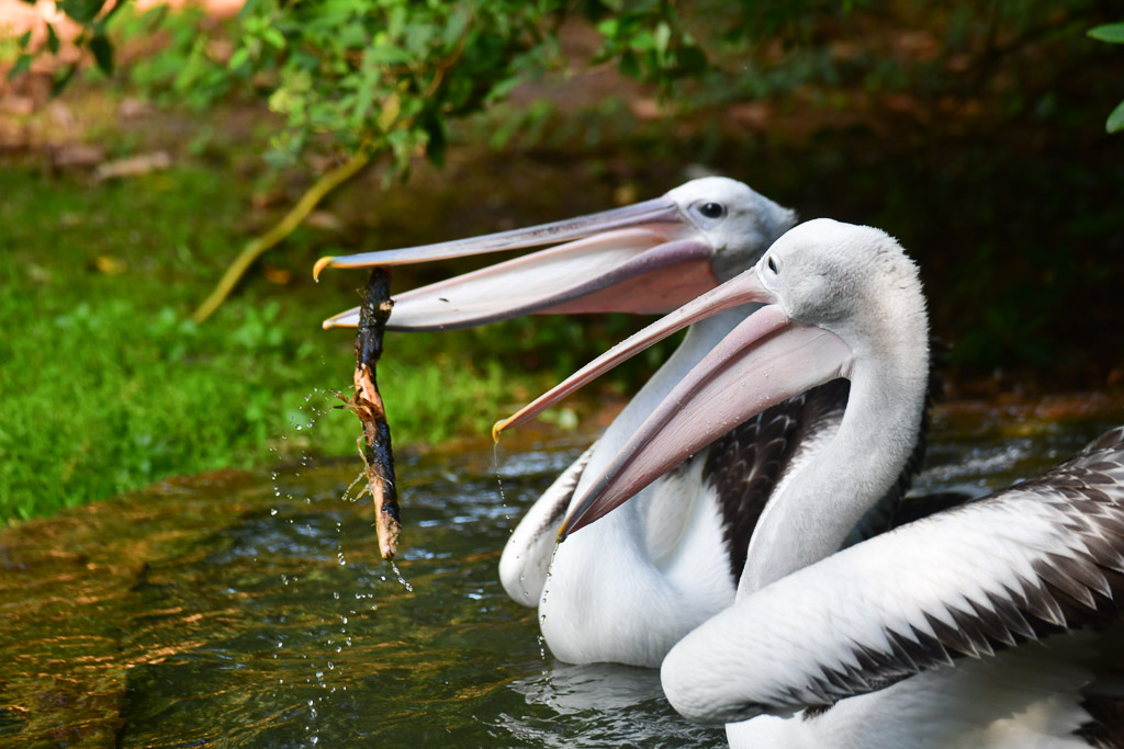 Pelikane im Wasser