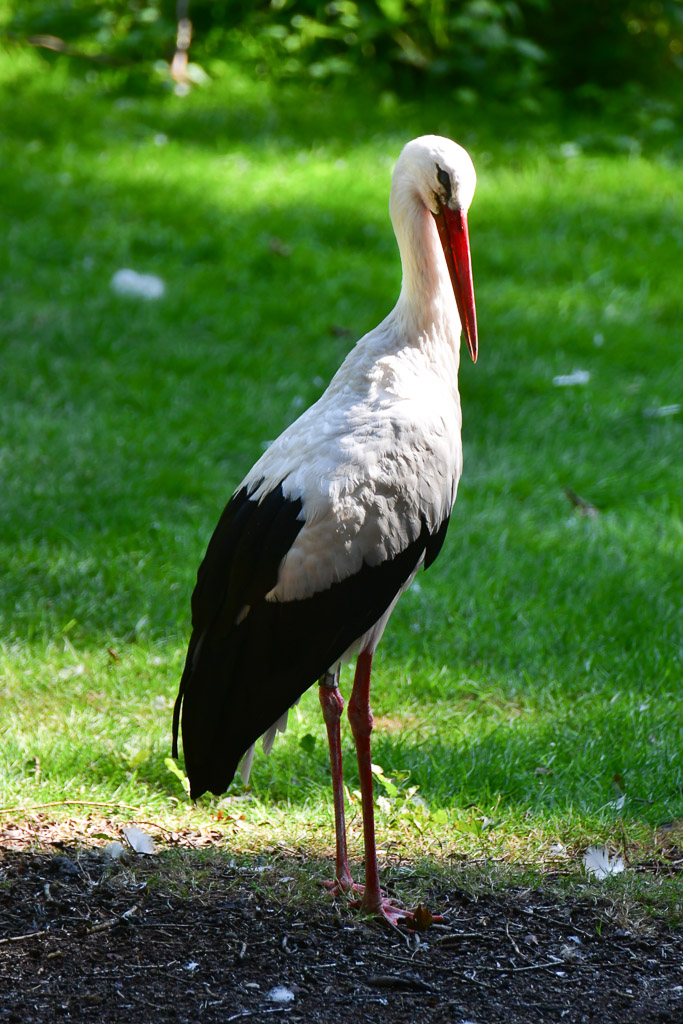 Storch im Hochformat