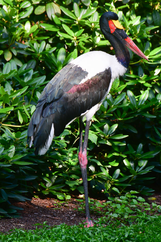 Sattelstorch im Hochformat