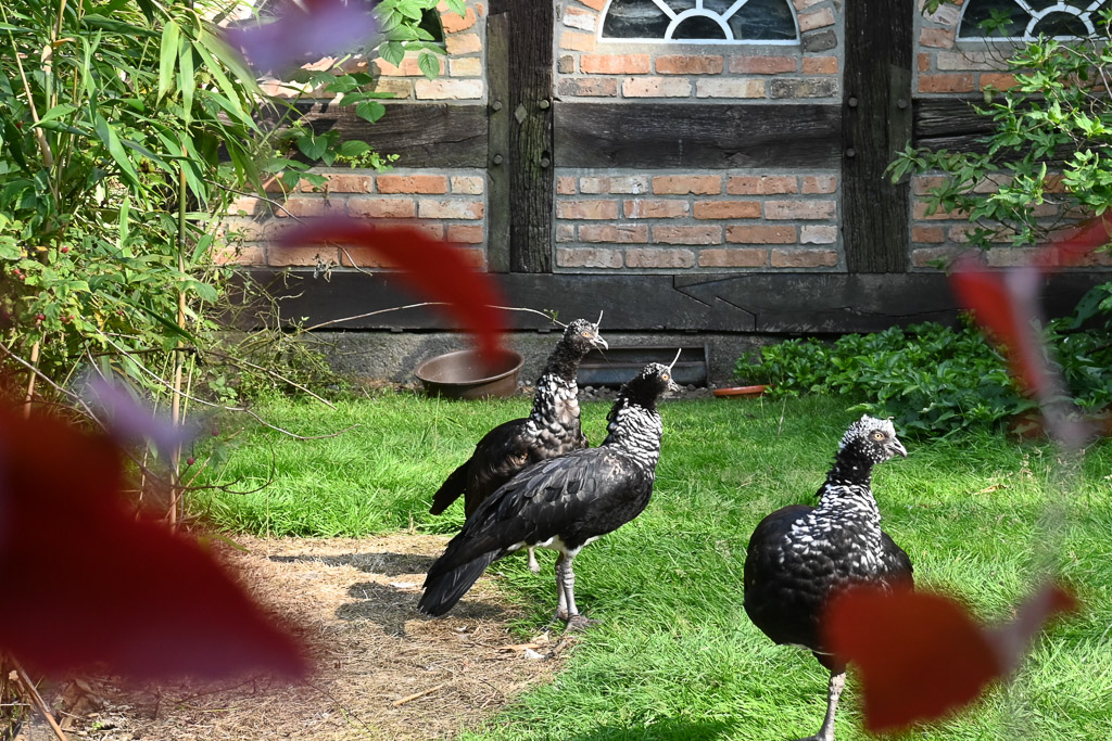 Vögel auf der Wiese