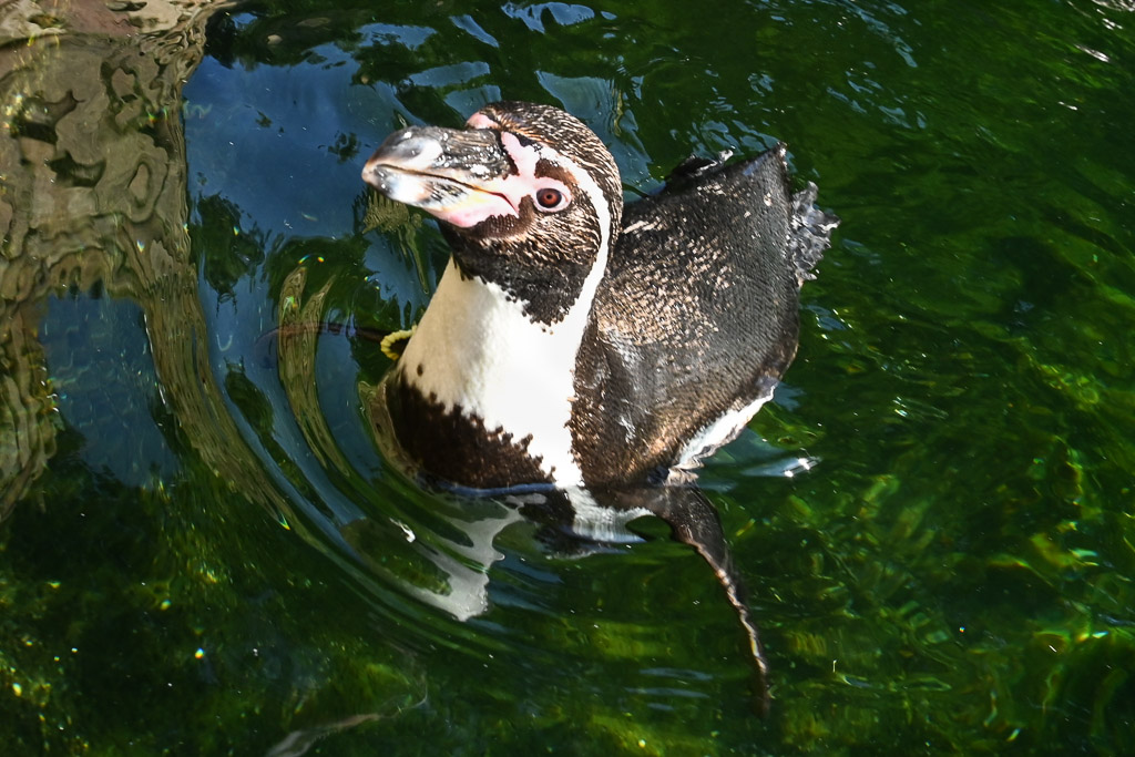 Humboldtpinguin