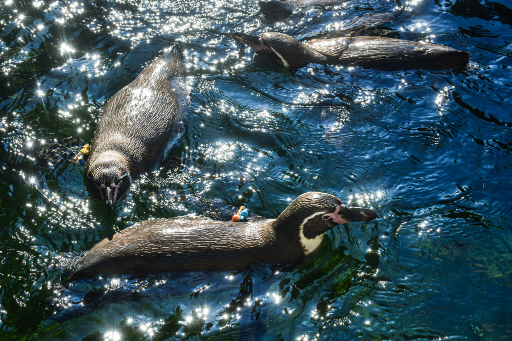 Seehunde im Wasser
