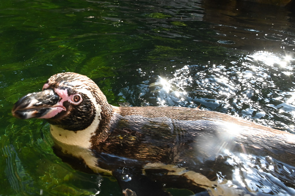 Pinguin im Wasser
