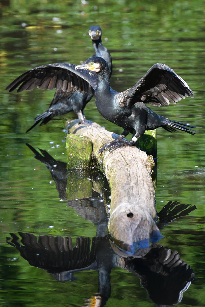 Kormoran im Hochformat