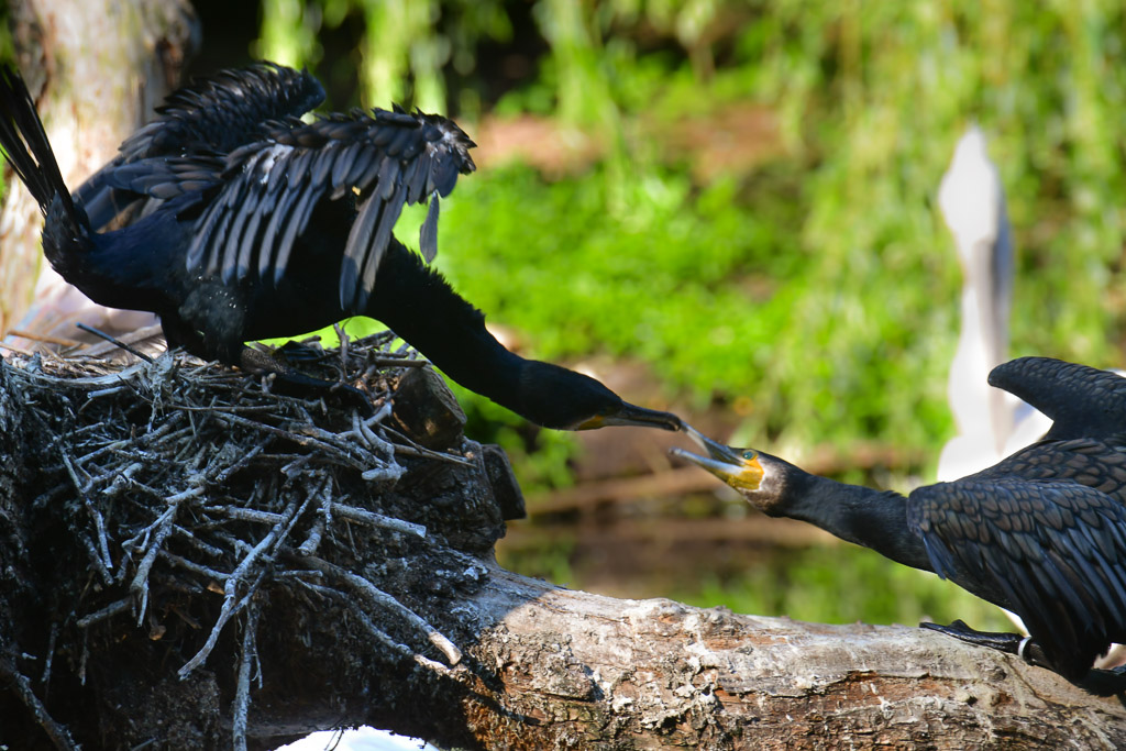 Kormorane im Nest