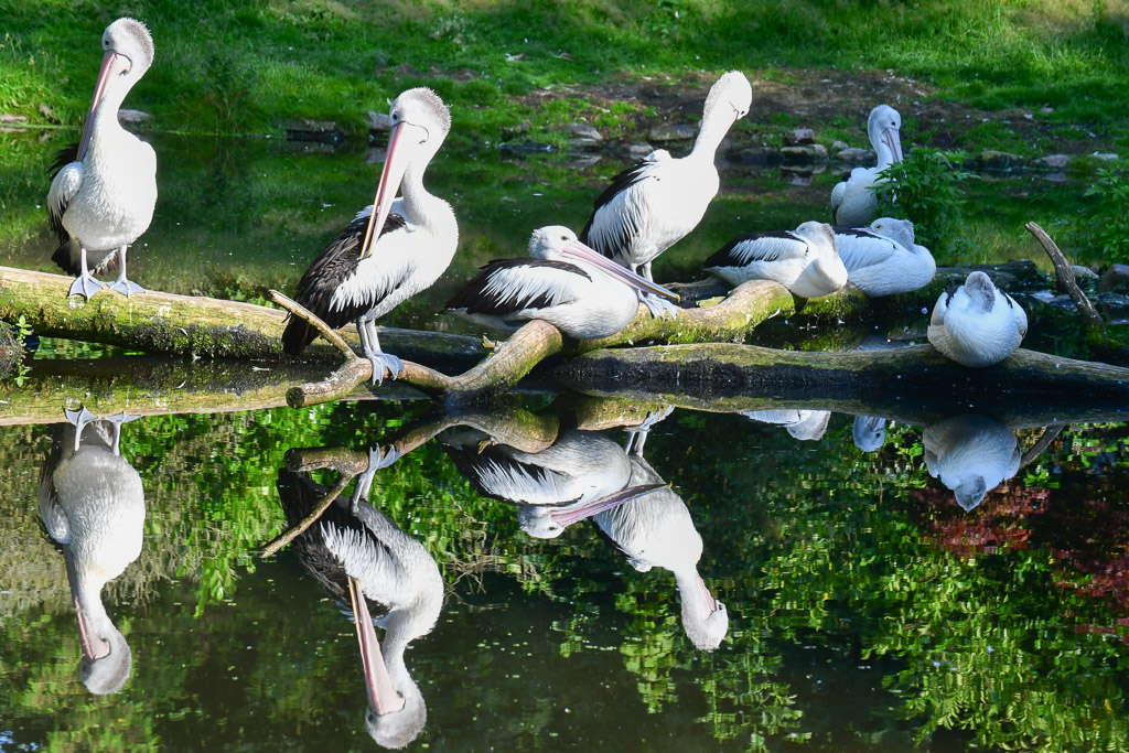 Pelikane am Wasser