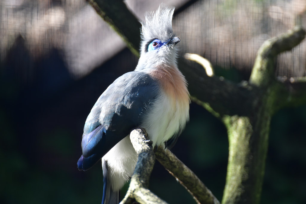 Vogel mit Federhaube