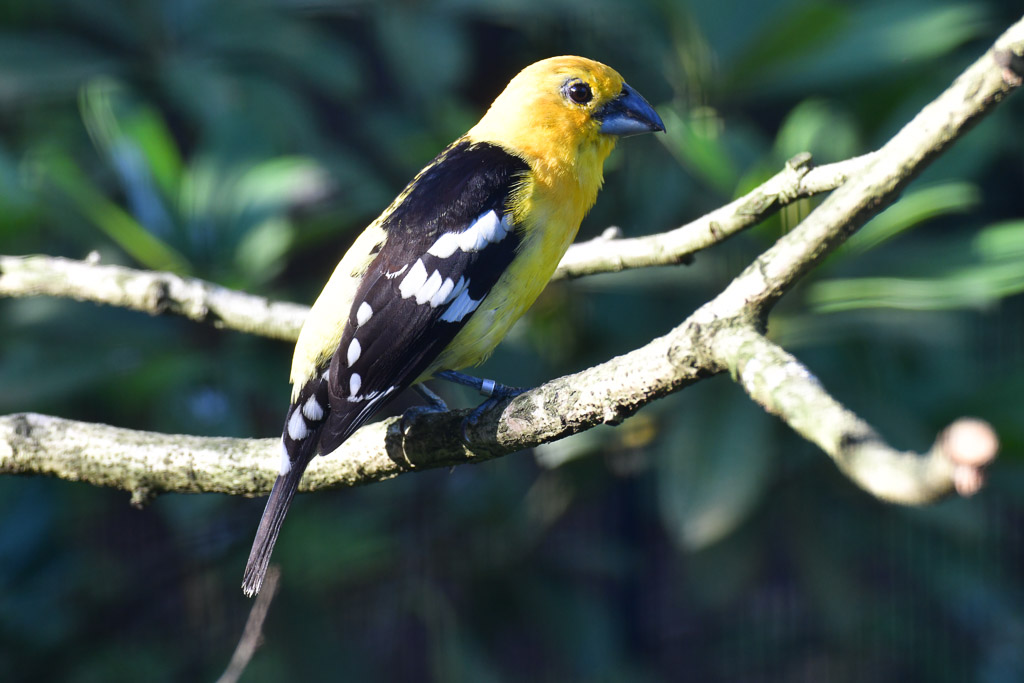 Gelb-schwarzer Vogel