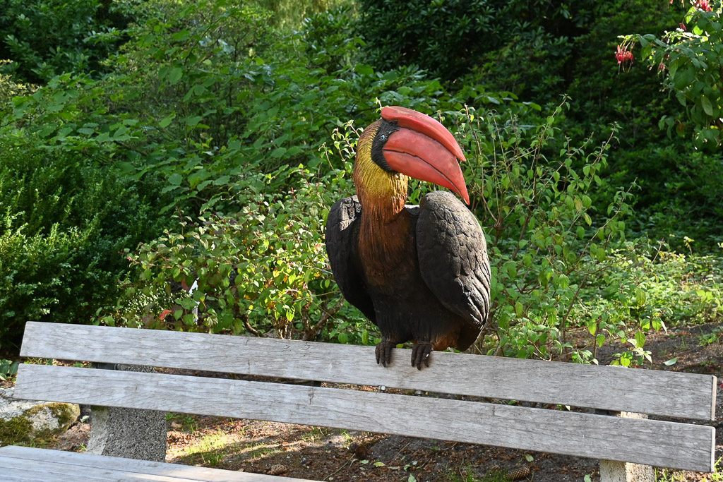 Nashornvogel