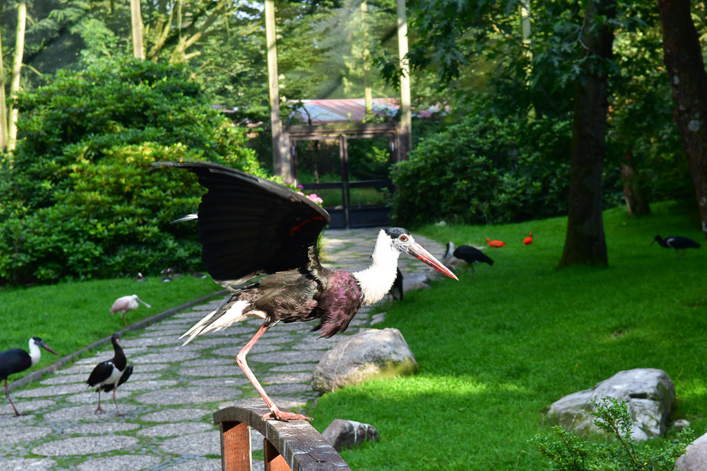 Vögel auf der Wiese