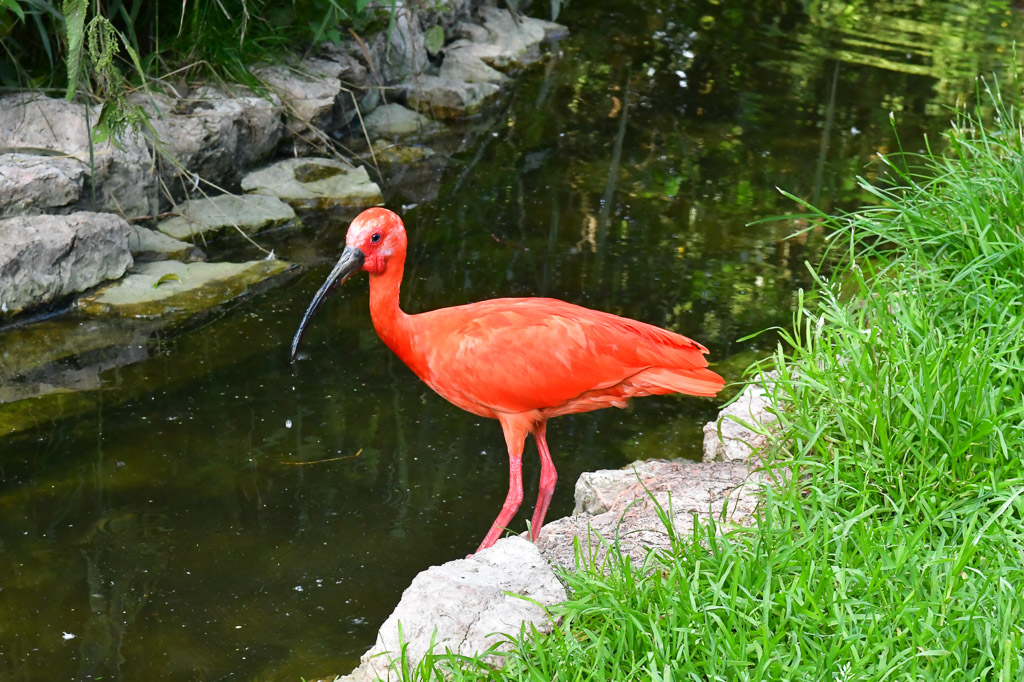 Roter Ibis