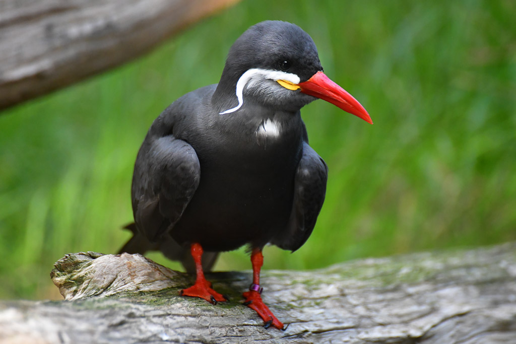 Inkaseeschwalbe