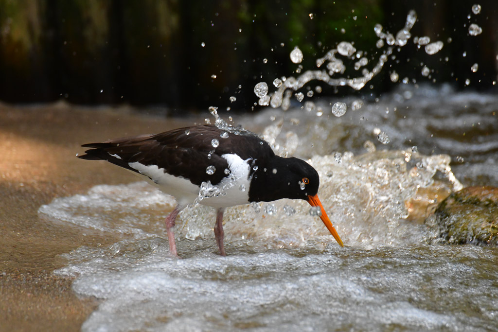 Austernfischer im Wasser