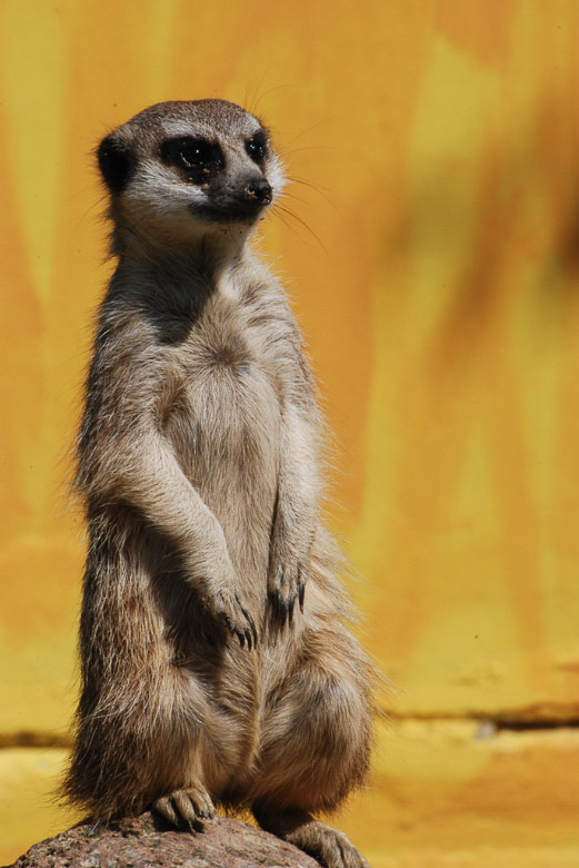 Erdmännchen im Hochformat