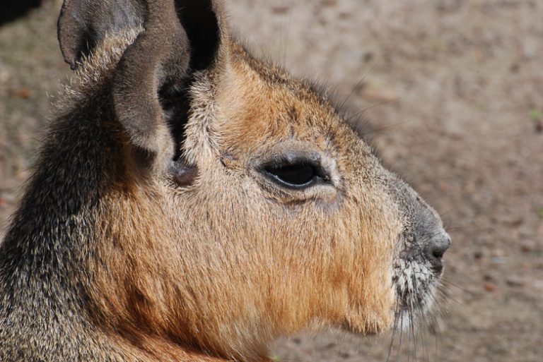 Capybara im Porträt