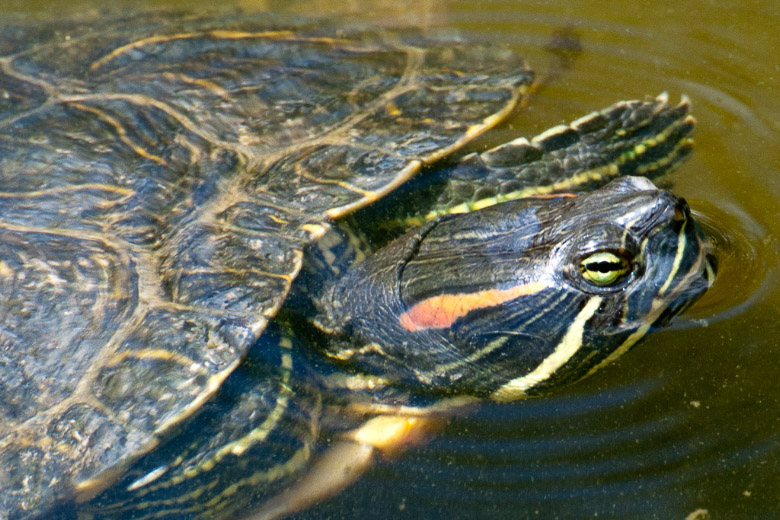 Wasserschildkröte