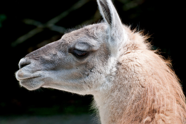 Lama
