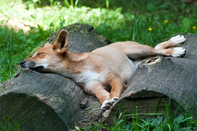 Dingo auf einem Baumstamm